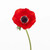 Red Anemone