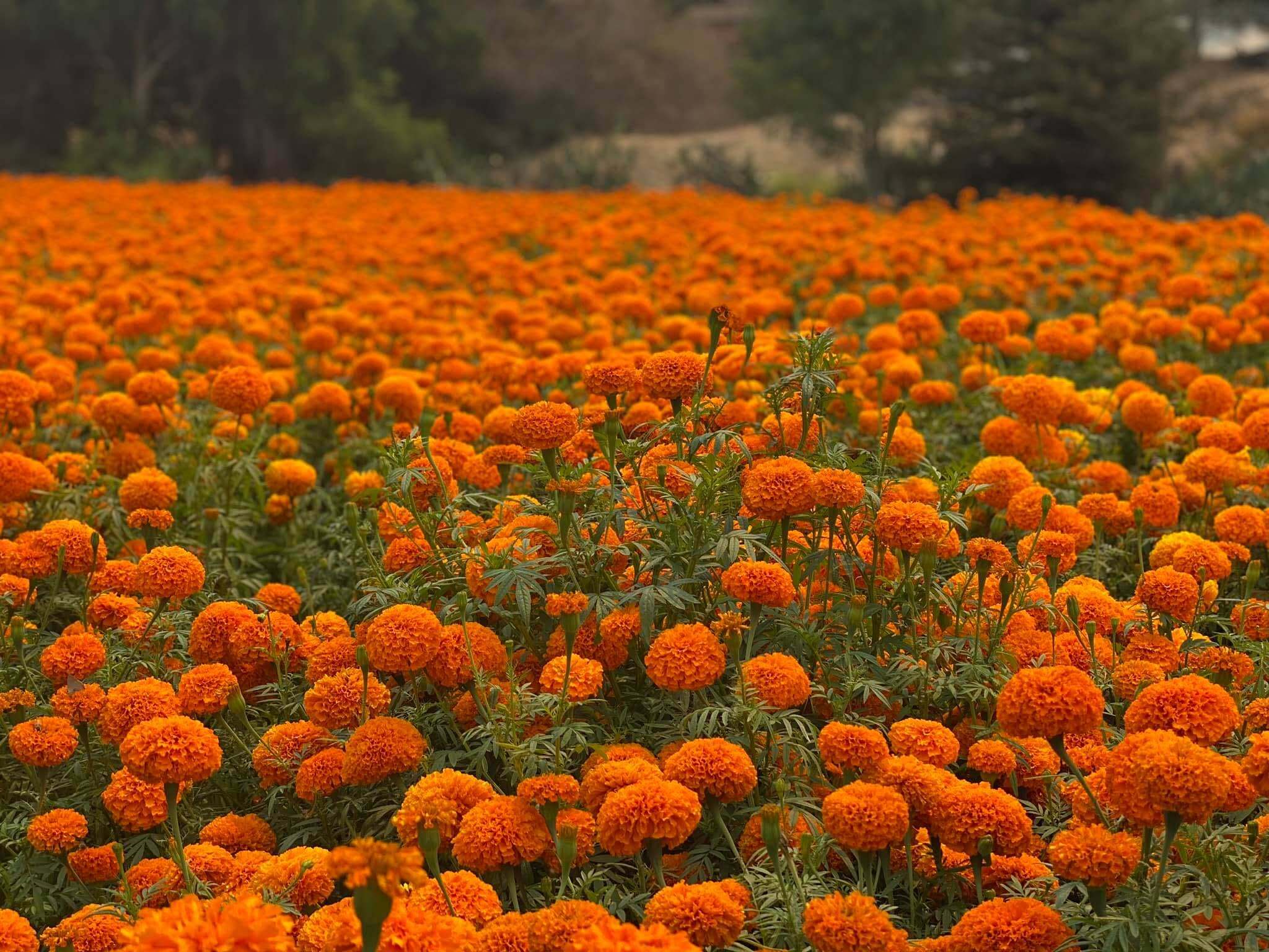 Field of orange marigolds growing in Southern California