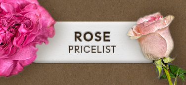 Rose Wholesale Pricelist