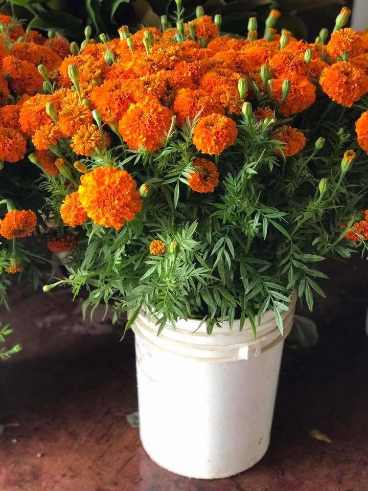 Buckets of fresh marigolds prepared for market