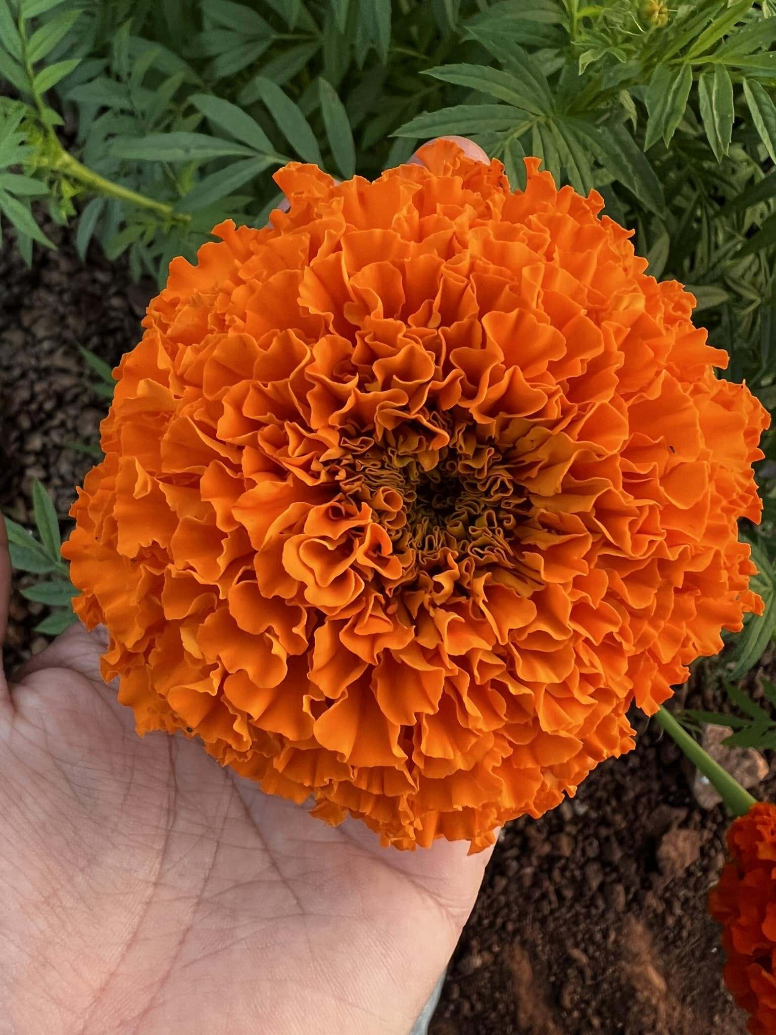 Fresh orange marigold grown by Arango Green Growers in Vista California