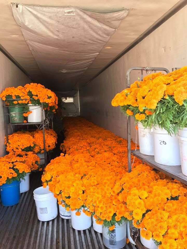 Freshly harvested marigolds from Arango Green Growers