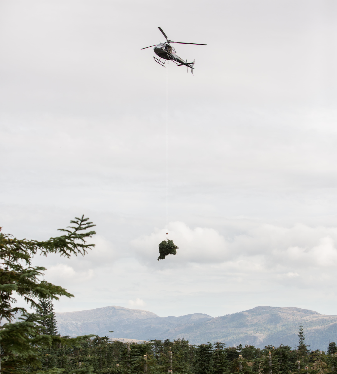 Fresh evergreen boughs transported by helicopter during harvest in the Pacific Northwest