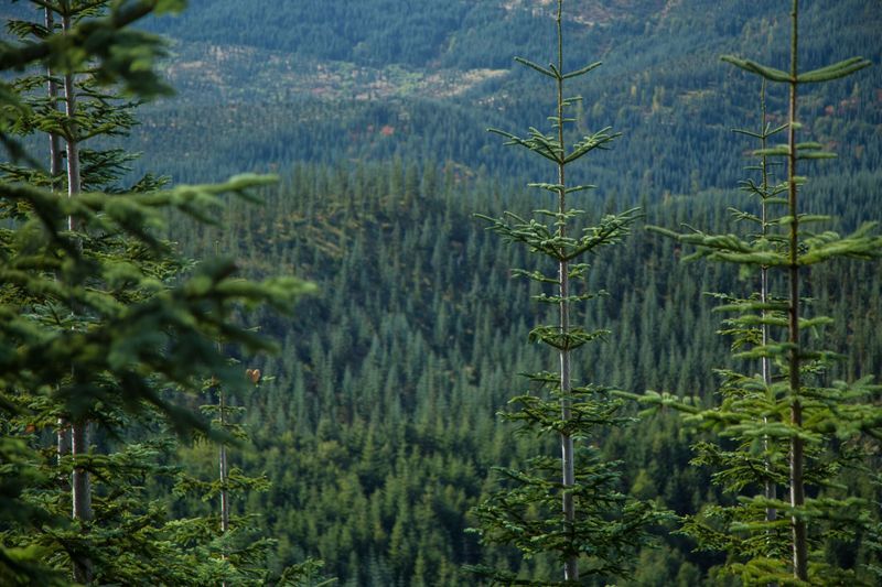 Evergreen trees growing high in the mountains of the Pacific Northwest
