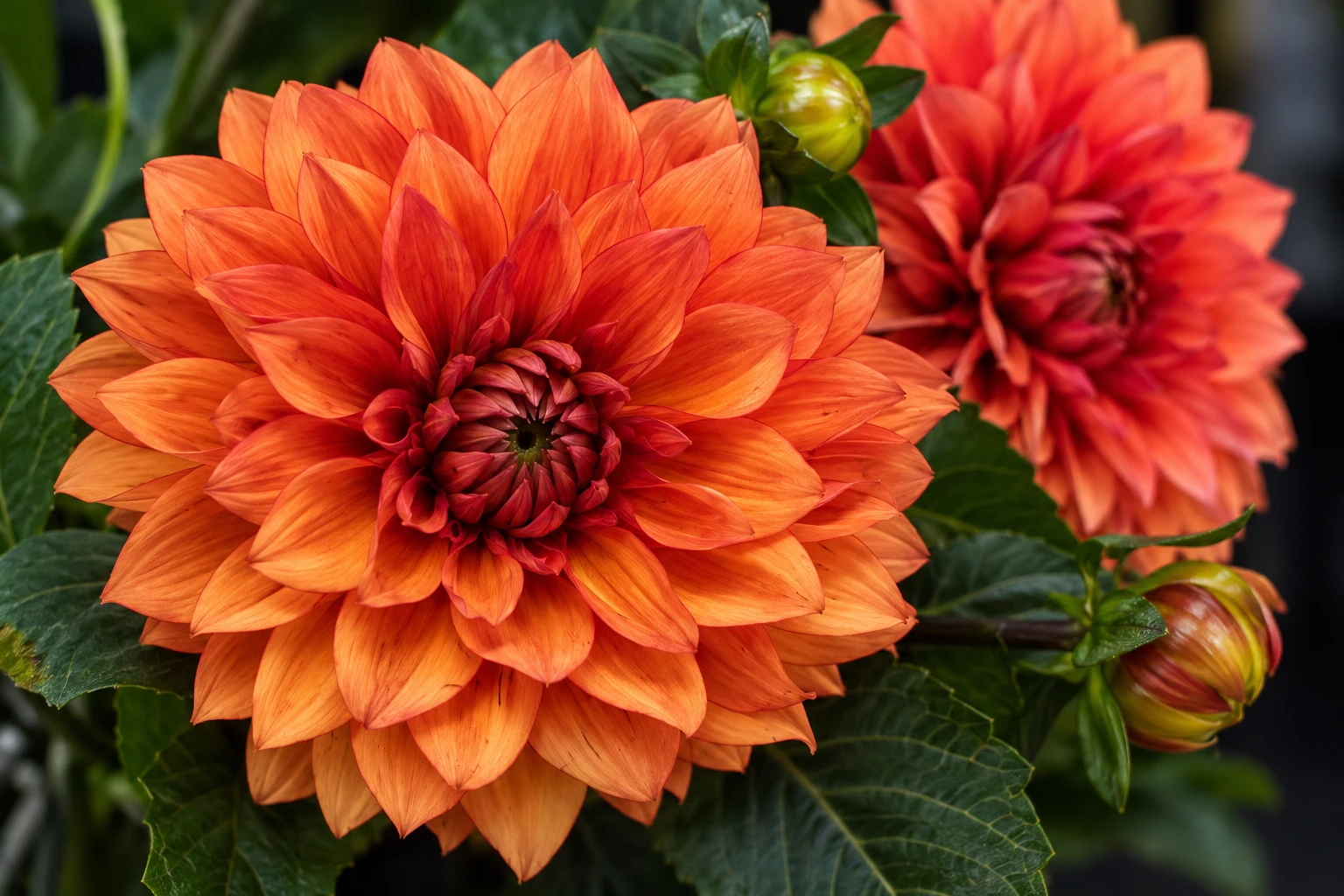 Orange fall dahlias available at Arizona Flower Market