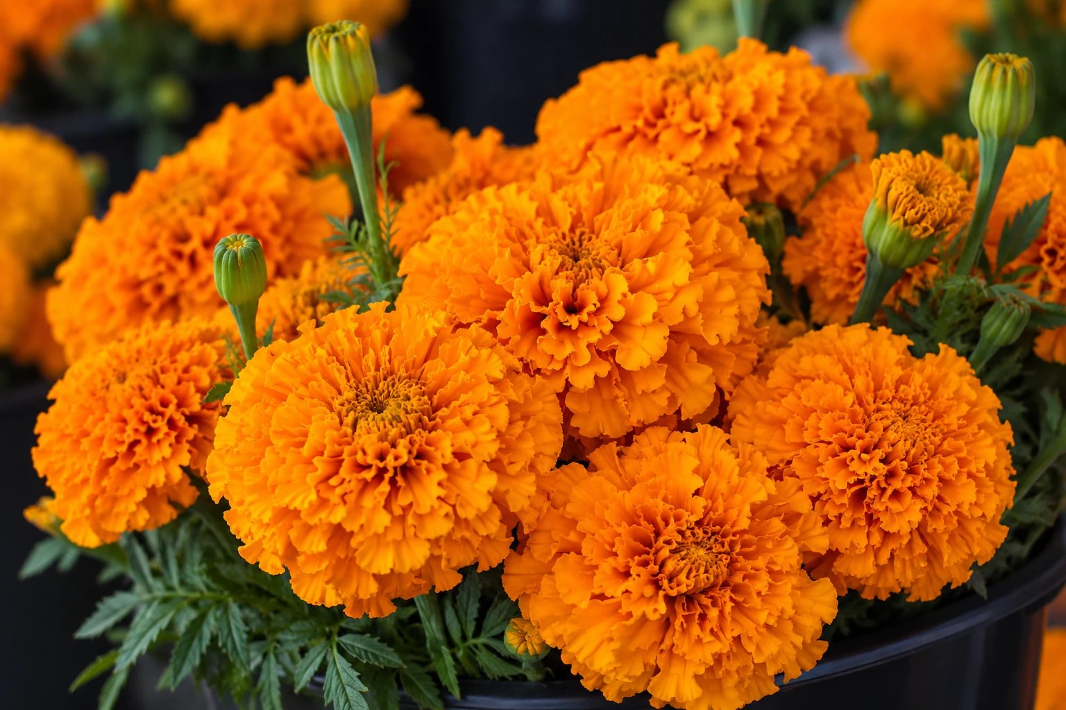 Fresh orange marigolds available at Arizona Flower Market