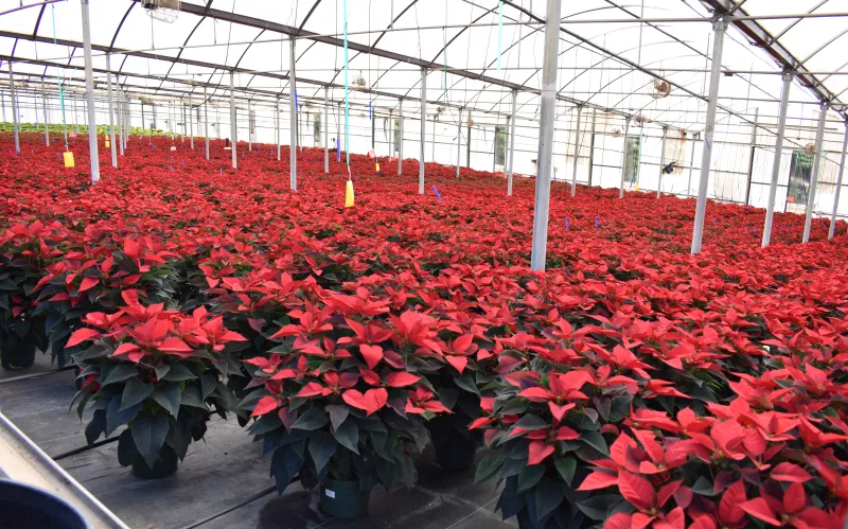 Red poinsettias growing in the greenhouse at Armstrong Growers