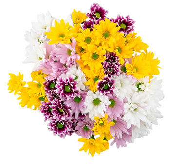 Daisy_Days__34442.1744857401.