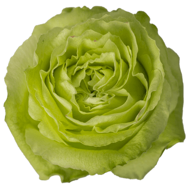 Green Packaged Roses Green Rose – Bulk Flower | Phoenix AZ