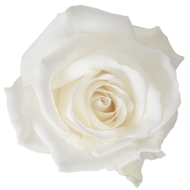 White_Rose__27998.1753214982.