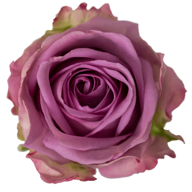 【ROSE ROSE】LIQUIDATION　LP Roserose – Liquidation – Vinyl (LP, Album), 1990 [r1561091