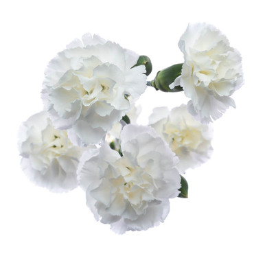White Mini Carnation – Bulk Flower | Phoenix AZ