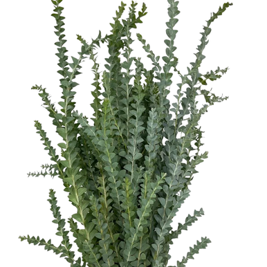 Acacia Knife Blade Greenery  Phoenix Flower Market