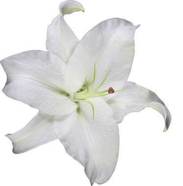 White Oriental Lily – Bulk Flower | Phoenix AZ