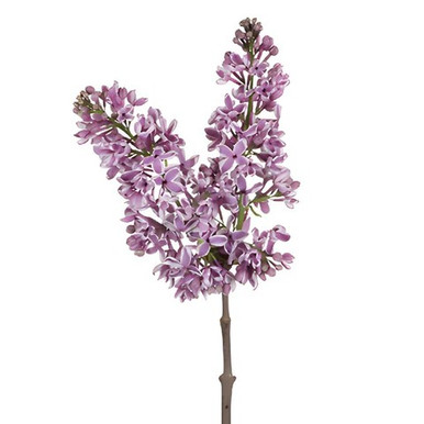 Lavender Lilac – Bulk Flower | Phoenix AZ