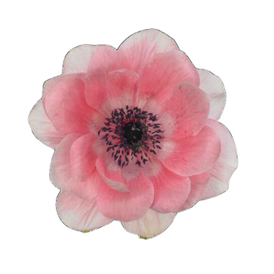 Bulk Light Pink Anemone Flowers – Fresh Wholesale Anemones Phoenix AZ