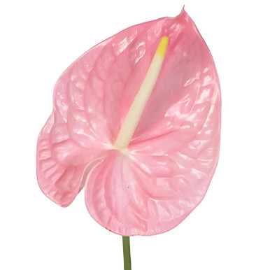 Bulk Light Pink Anthurium Flowers – Fresh Wholesale Anthuriums