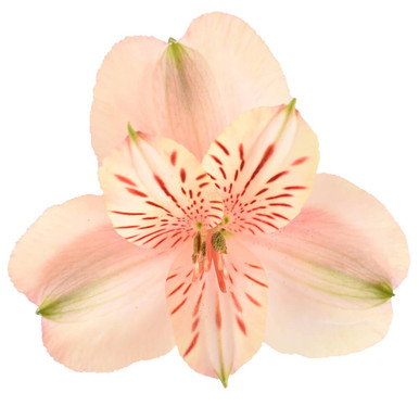 Bulk Peach Alstroemeria Flowers – Fresh Wholesale Peruvian Lilies
