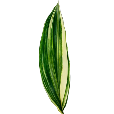 Variegated Aspidistra – Bulk Greenery | Phoenix AZ