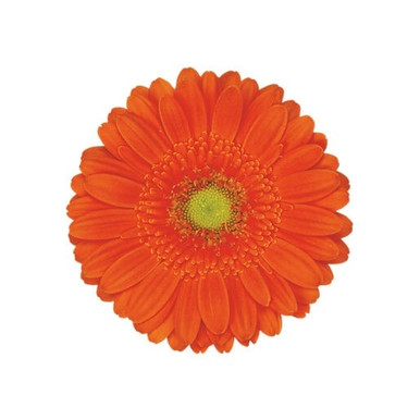 gerberaorange__63303.