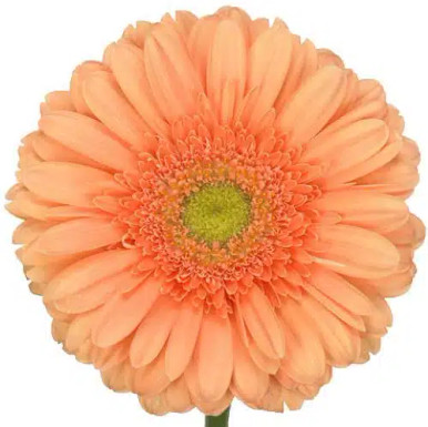gerbera-green-center-