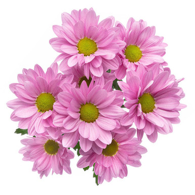 Lavender Daisy Chrysanthemum – Bulk Flower | Phoenix AZ