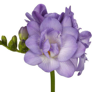 freesia-super-lavender__64477.