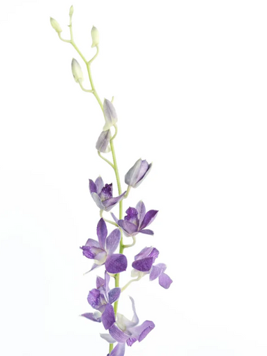 その他 Dendrobium2 Lavender Dendrobium Orchid – Bulk Flower | Phoenix AZ