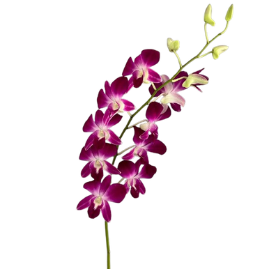 Purple Dendrobium Orchid – Bulk Flower | Phoenix AZ