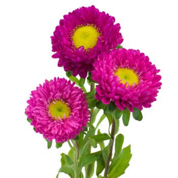 Hot Pink Matsumoto Aster – Bulk Flower | Phoenix AZ