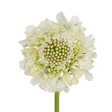 White Scabiosa – Bulk Wedding Flowers | Phoenix AZ