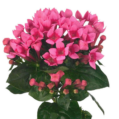 0003725_bouvardia-royal-