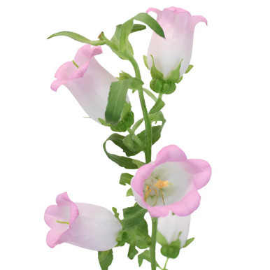 Pink-Campanula-Bloom-