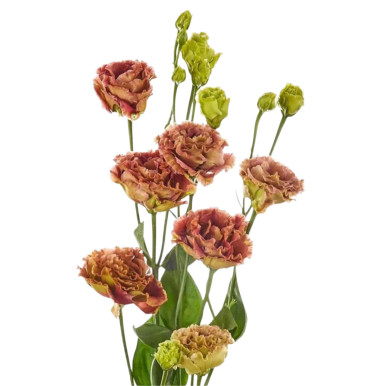Brown Lisianthus – Bulk Flower | Phoenix AZ