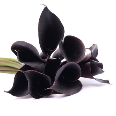 Black Mini Calla Lily – Bulk Flower | Phoenix AZ