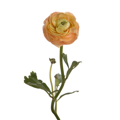 Peach Ranun Peach Ranunculus – Bulk Flower | Phoenix AZ