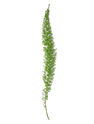 その他 Re*Collection Foxtail-Grass Studio Foxtail Grass – Bulk Filler | Phoenix AZ