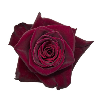Black Baccara Rose – Bulk Flower | Phoenix AZ