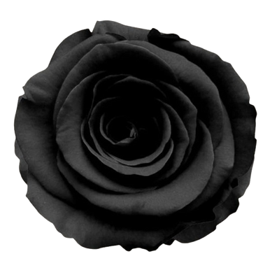 BlackTintedRose-removebg-