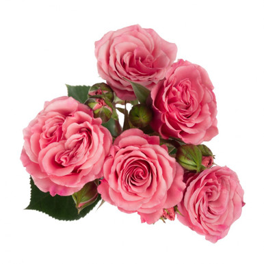 Medium Pink Spray Rose – Bulk Flowers | Phoenix AZ