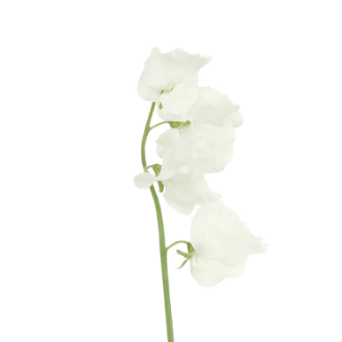 ✨ 極美品 ゼクシィ掲載完売品✨フルア flua white sweet pea White Sweet Pea – Bulk Flowers | Phoenix AZ