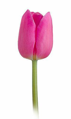 Hot Pink Tulip – Bulk Spring Flower | Phoenix AZ