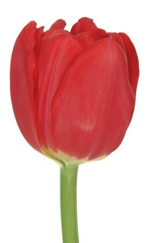 tulips-red-wholesale-