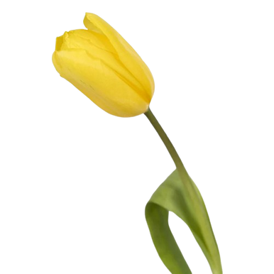 yellow-tulip-flowers-