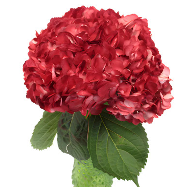 Red Hydrangea – Bulk Focal Flower | Phoenix AZ
