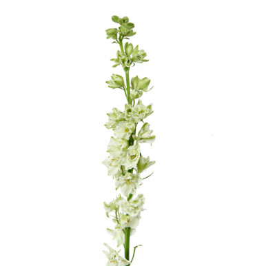White Larkspur – Bulk Line Flower | Phoenix AZ