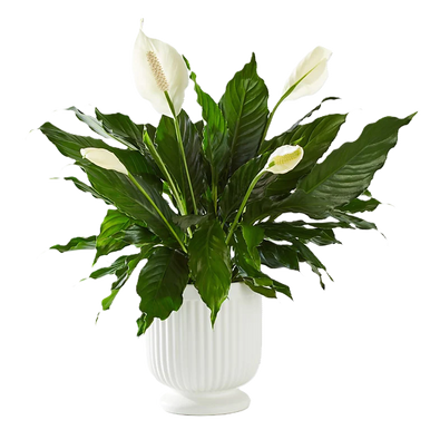 Serenity Peace Lily Same day delivery in the Phoenix Arizona Valley Area