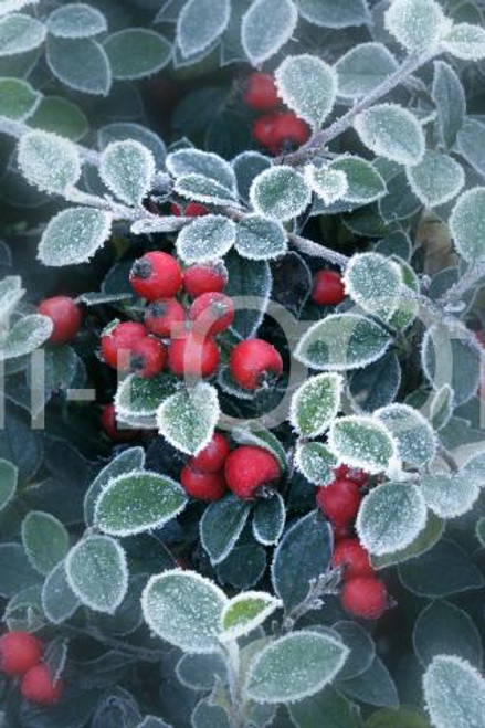 Holiday Christmas Theme Cleaning Cloth, Berries Of Ilex