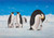 Zoo Animals 240 47b 4 Artwork Micro Fiber Cleaning Cloth