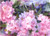West Virginia State Flower 290-48-1 Micro Fiber Cleaning Cloth